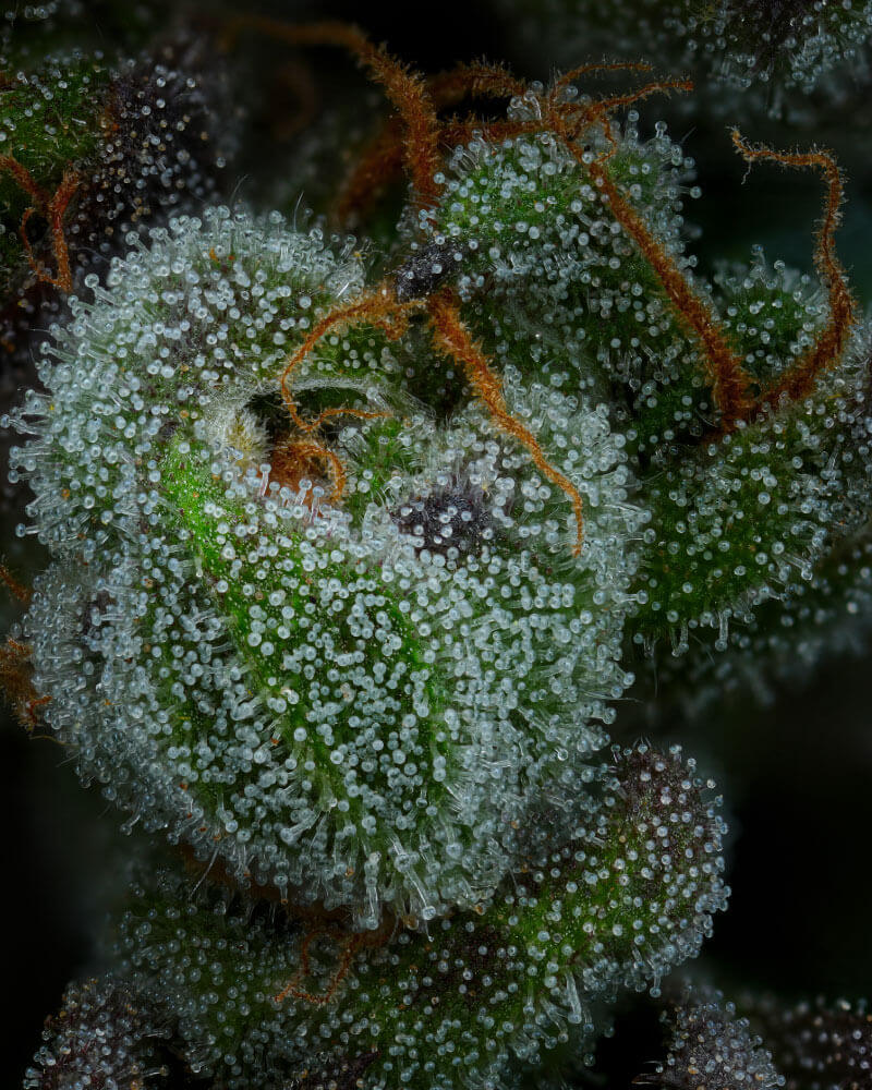 All Gas OG - Alchimia