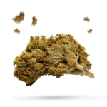 Ambrosia Kush - Cannabissorte