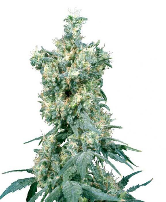 American Dream - Regular - Alchimia