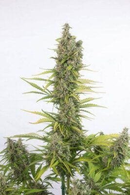 Amnesia Auto CBD - Alchimia