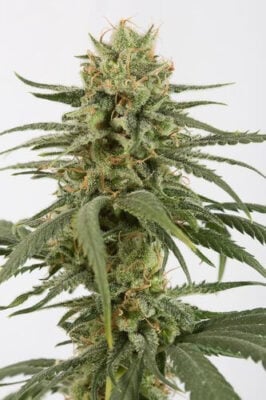 Amnesia CBD - Alchimia