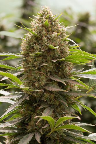 Amnesia Kush - Alchimia