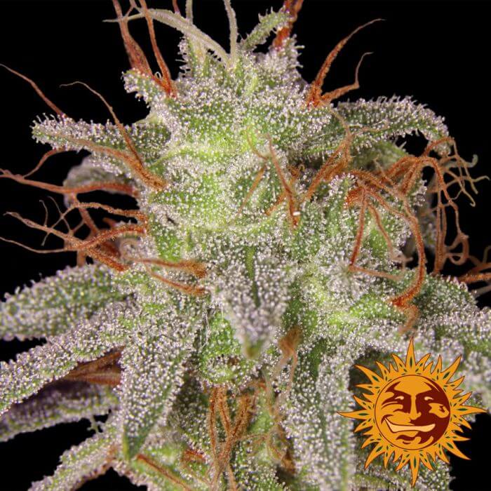 Amnesia Lemon - Alchimia