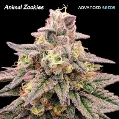 Animal Zookies - Alchimia