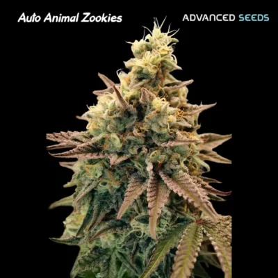 Animal Zookies Auto - Alchimia