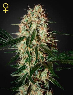 Arjans Haze 3 - Alchimia