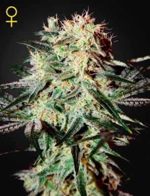 Arjan's Strawberry H. - Alchimia