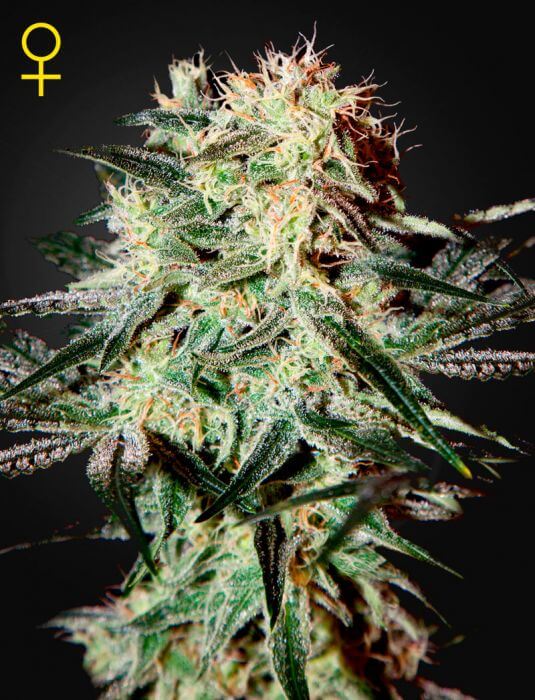 Arjan's Strawberry H. - Alchimia