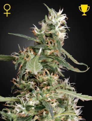 Arjan's Ultra Haze 1 - Alchimia