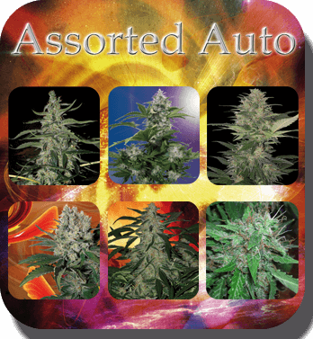 Assorted Auto - Alchimia