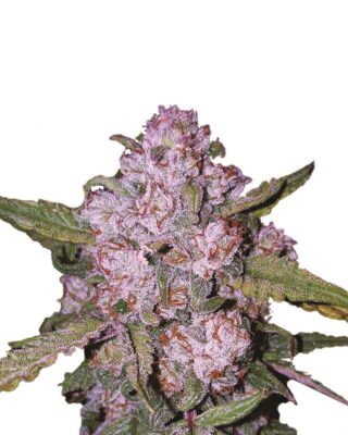 Aurora Indica - Alchimia