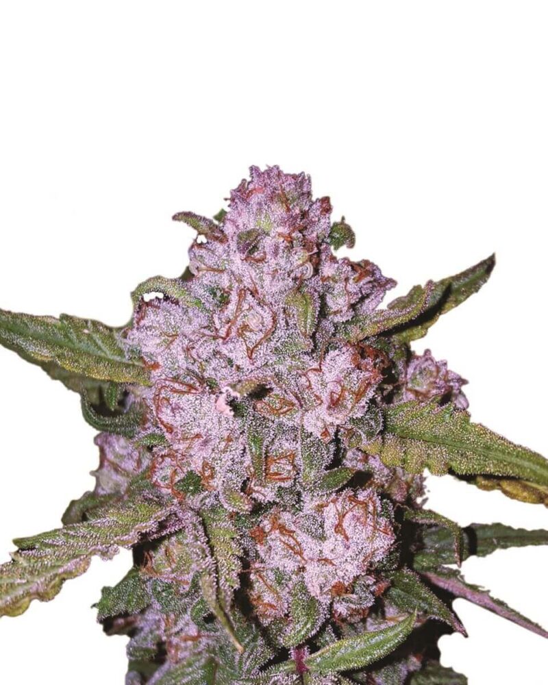 Aurora Indica - Alchimia