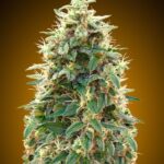 Auto 00 Cheese