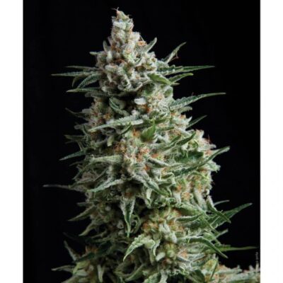 Auto Anesthesia - Alchimia