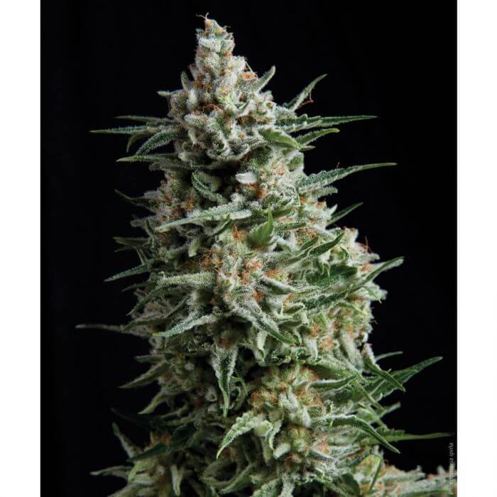 Auto Anesthesia - Alchimia