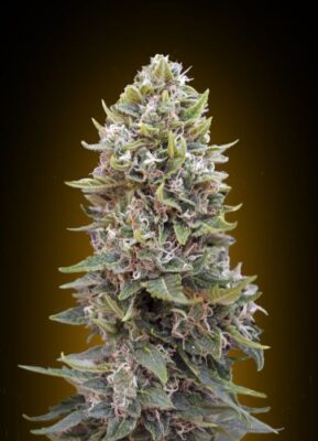 Auto Cheese Berry - Alchimia