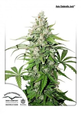 Auto Cinderella Jack - Alchimia