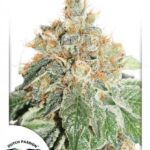 Auto Colorado Cookies