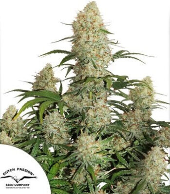 Auto Critical Orange Punch - Alchimia
