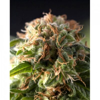 Auto Fresh Candy - Alchimia