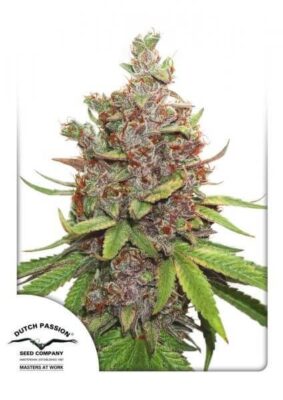 Auto Glueberry O.G. - Alchimia