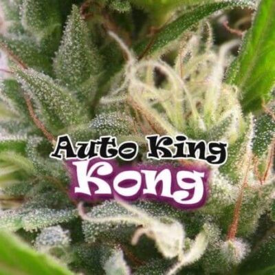 Auto King Kong - Alchimia