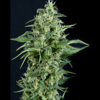 Auto Kryptonite - Alchimia