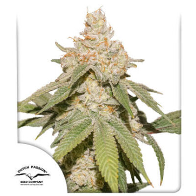 Auto SFV OG - Alchimia