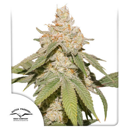 Auto SFV OG - Alchimia