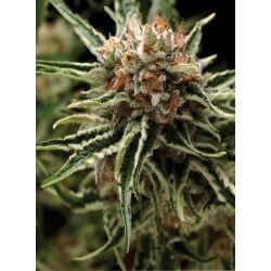 Auto Shark - Alchimia