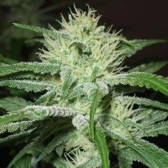 Auto Speed Bud - Alchimia