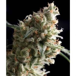 Auto Super Hash - Alchimia