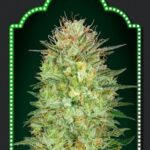 Auto Sweet Critical