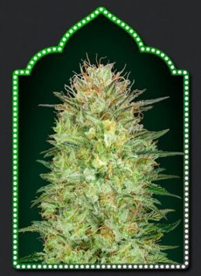 Auto Sweet Critical - Alchimia