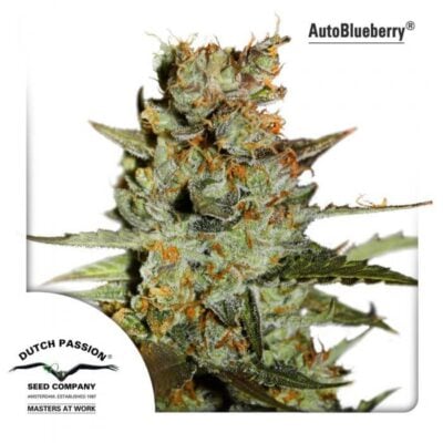 Autoblueberry - Alchimia