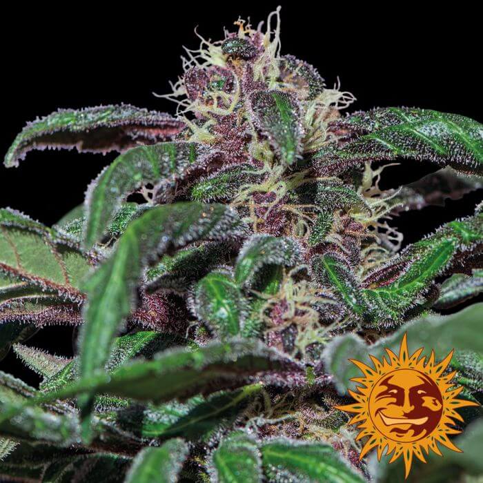 Ayahuasca Purple - Alchimia