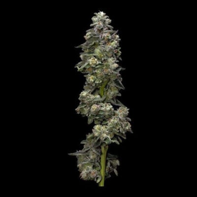 Bakers Delight Auto - Alchimia