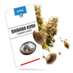 Banana Kush Cake Samen - Autoflower