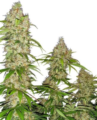Banana Kush Cake - Alchimia