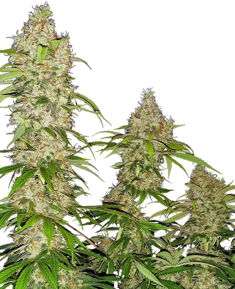 Banana Kush Cake - Alchimia
