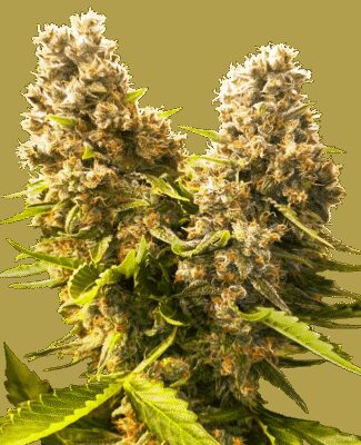 Banana Kush Cake Auto - Alchimia