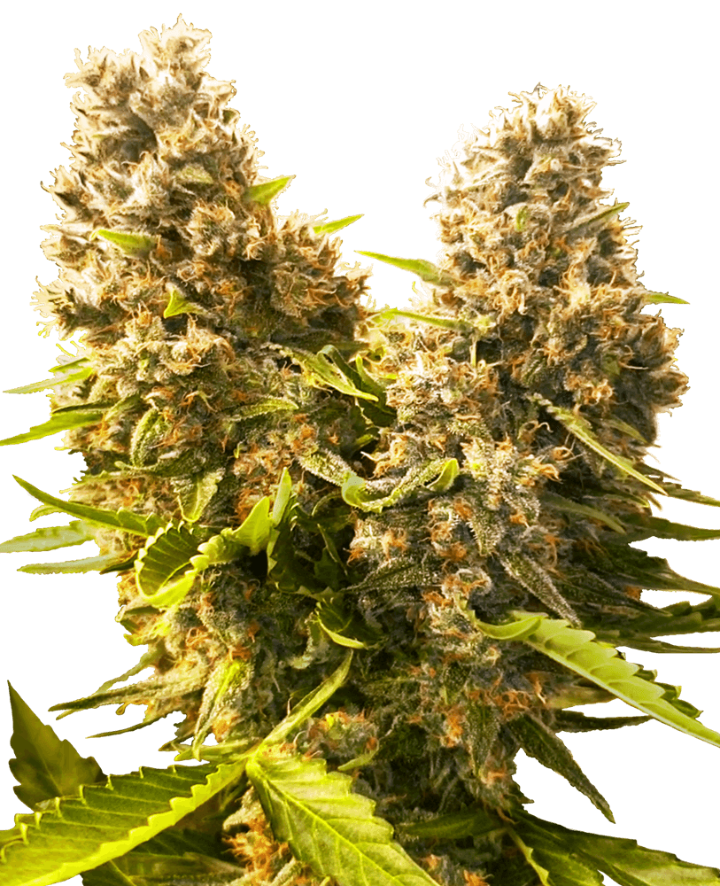 Banana Kush Cake Auto - Alchimia