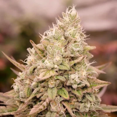 Bay Burger Early Version - Alchimia