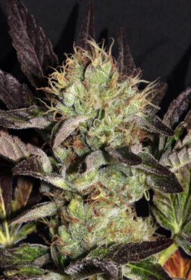 Big Apple Cookies - Alchimia