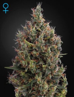Big Bang Auto - Alchimia