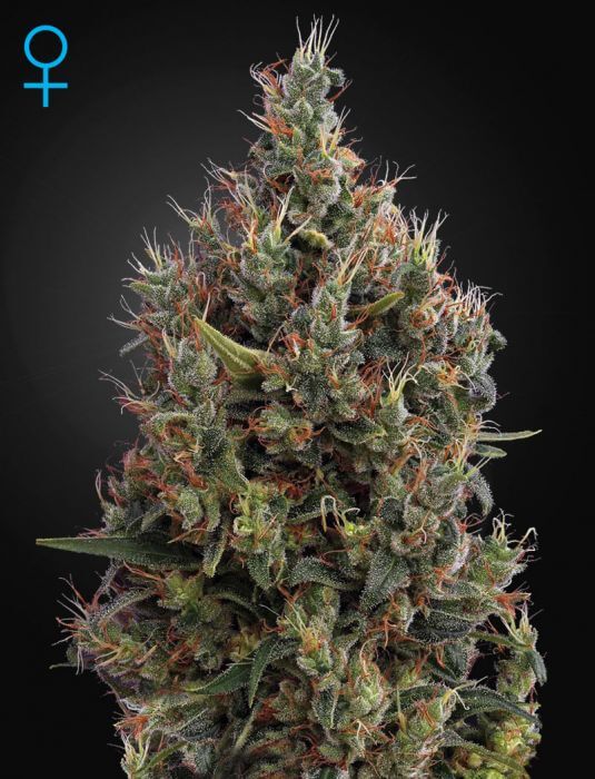 Big Bang Auto - Alchimia
