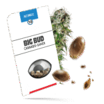 Big Bud Samen - Autoflower