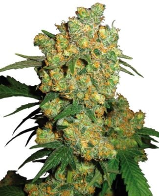 Big Bud - Regular - Alchimia