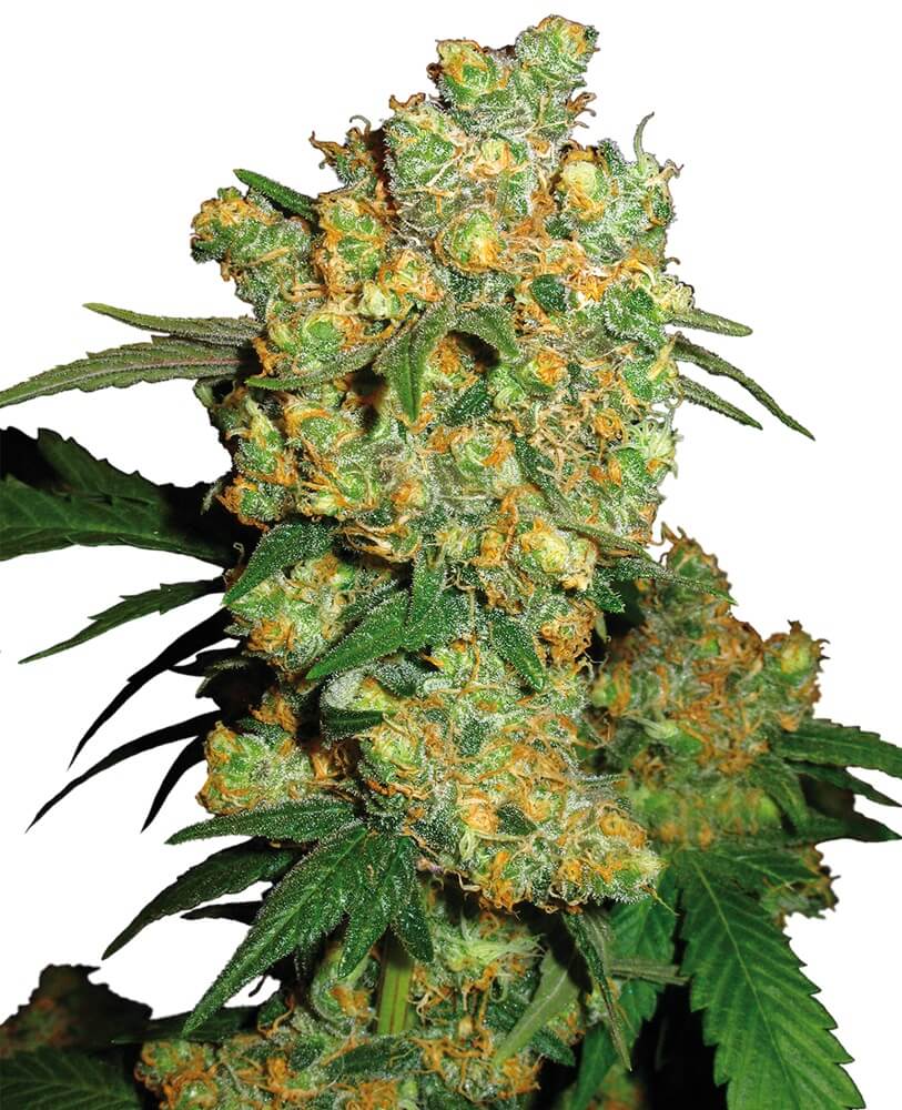 Big Bud - Regular - Alchimia