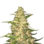 Big Bud von Nirvana Seeds